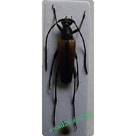 Stenurella melanura (Linnaeus, 1758) male Strangalia czarniawa